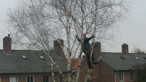 Hengelo bomen rooien